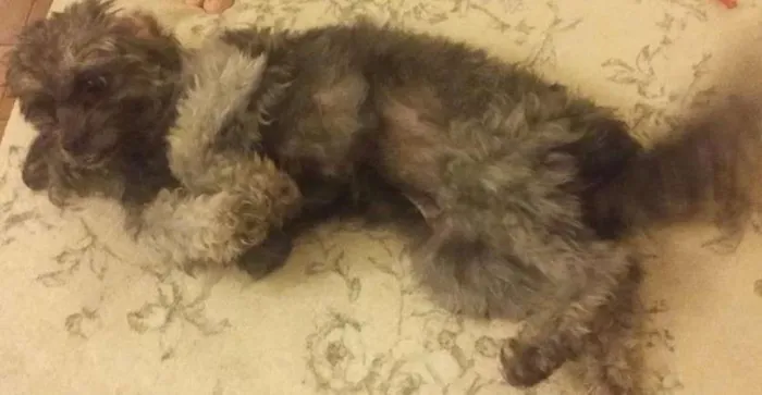 Cachorro ra a Poodle idade 3 anos nome lua