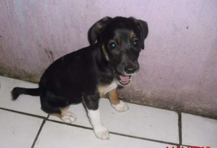 Cachorro ra a SRD idade 2 a 6 meses nome BIA