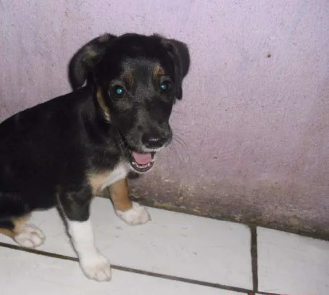 Cachorro ra a SRD idade 2 a 6 meses nome BIA