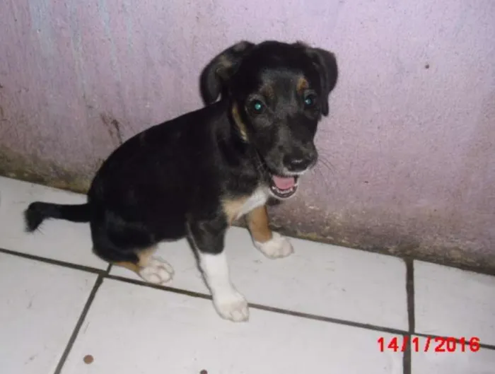 Cachorro ra a SRD idade 2 a 6 meses nome BIA