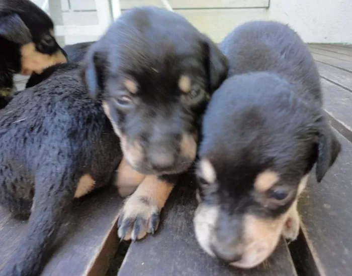 Cachorro ra a Indefinida idade Abaixo de 2 meses nome Sem nome