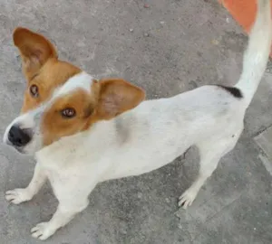 Cachorro raça Vira-lata idade 1 ano nome S/N