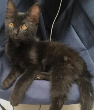 Gato raça Srd idade 2 a 6 meses nome Pequeno 