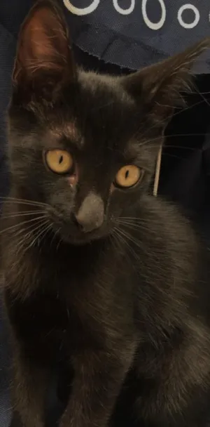 Gato raça Srd idade 2 a 6 meses nome Jovem 