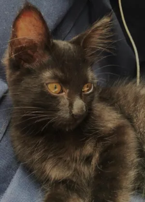 Gato raça Srd idade 2 a 6 meses nome Peludo 