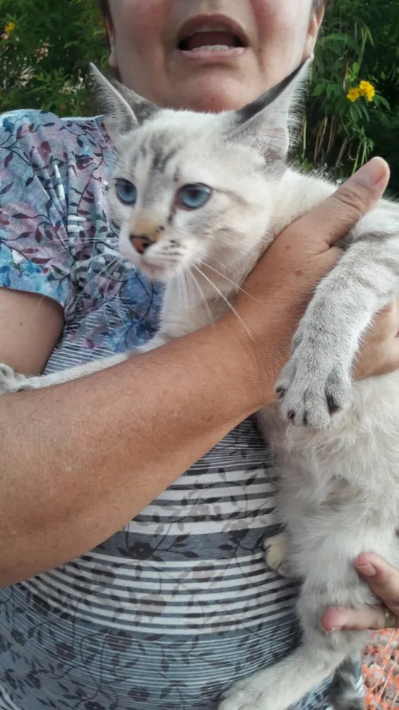 Gato ra a SRD idade 2 a 6 meses nome Sem nome 