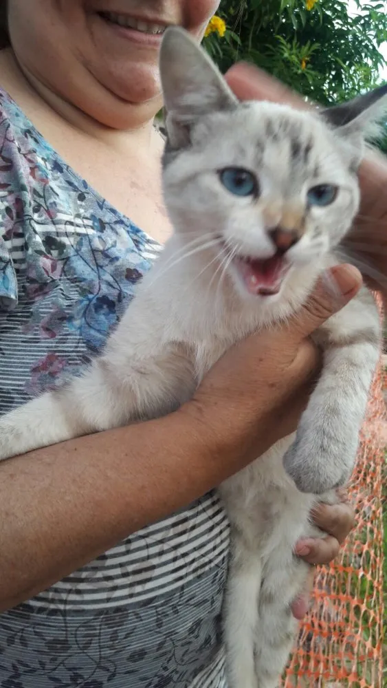 Gato ra a SRD idade 2 a 6 meses nome Sem nome 