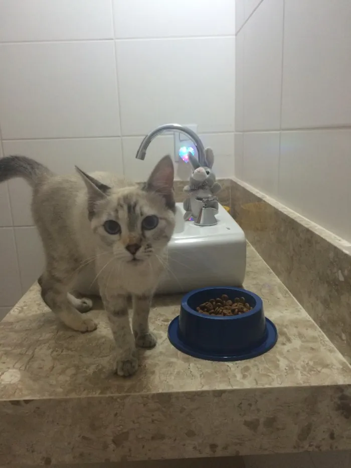 Gato ra a SRD idade 2 a 6 meses nome Sem nome 