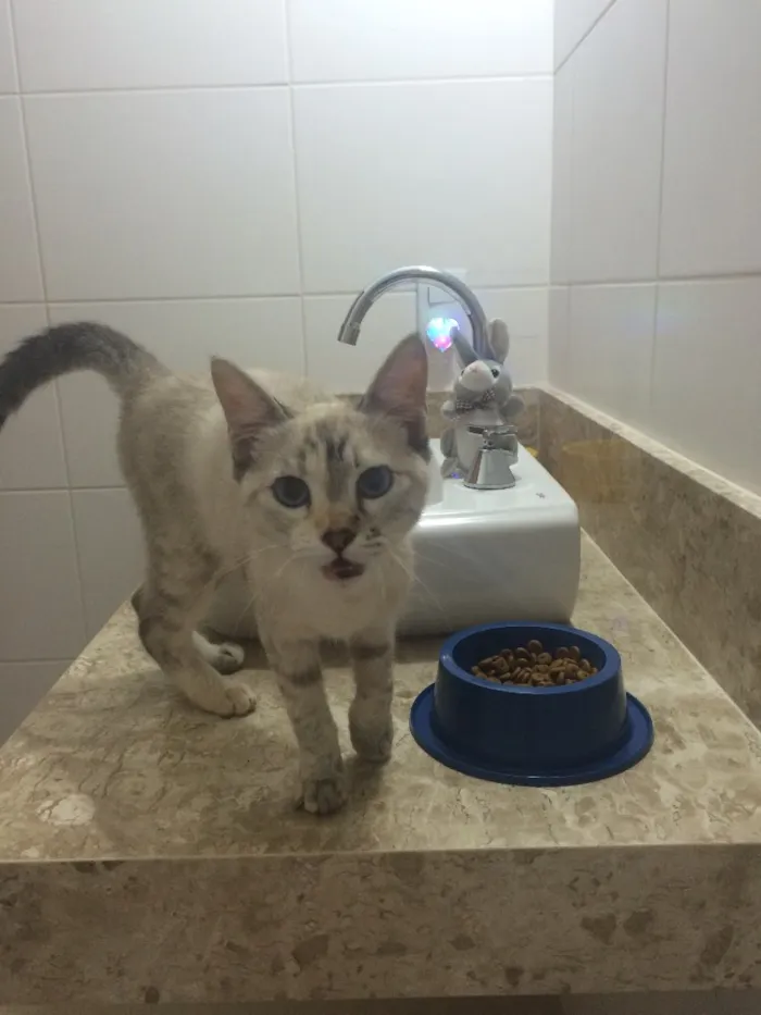 Gato ra a SRD idade 2 a 6 meses nome Sem nome 