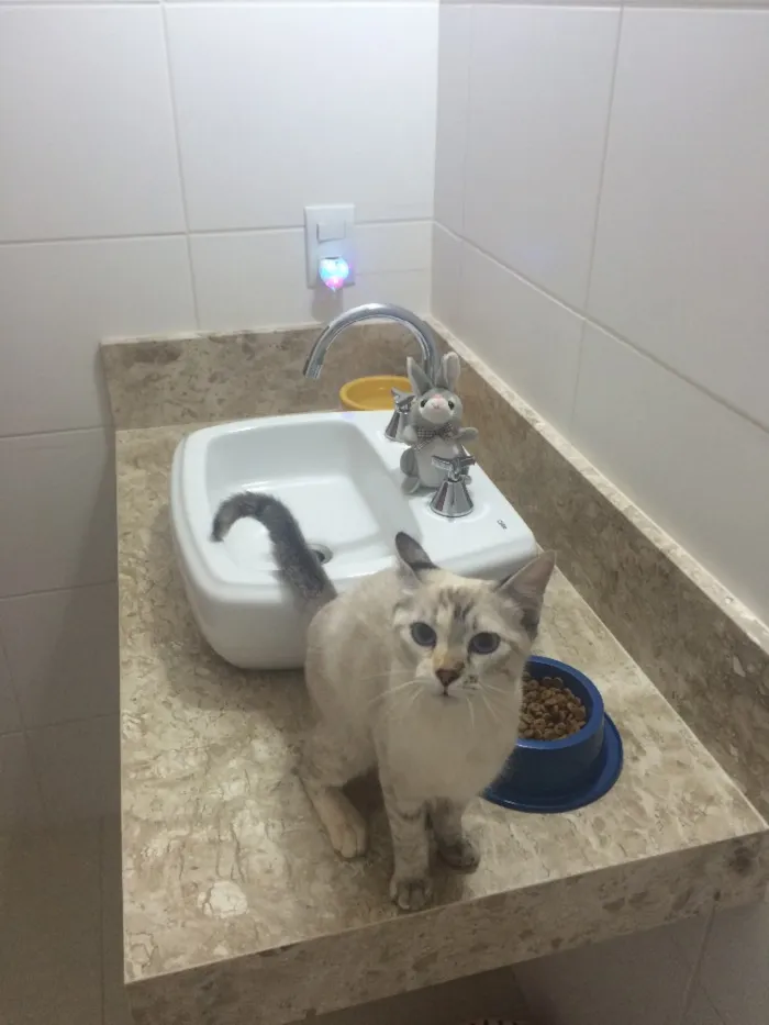 Gato ra a SRD idade 2 a 6 meses nome Sem nome 