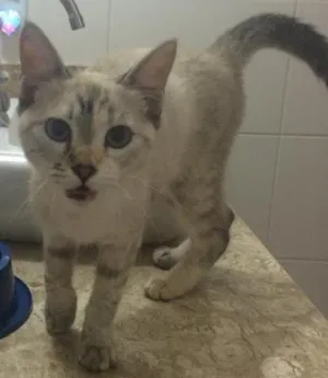 Gato raça SRD idade 2 a 6 meses nome Sem nome 