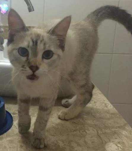 Gato ra a SRD idade 2 a 6 meses nome Sem nome 