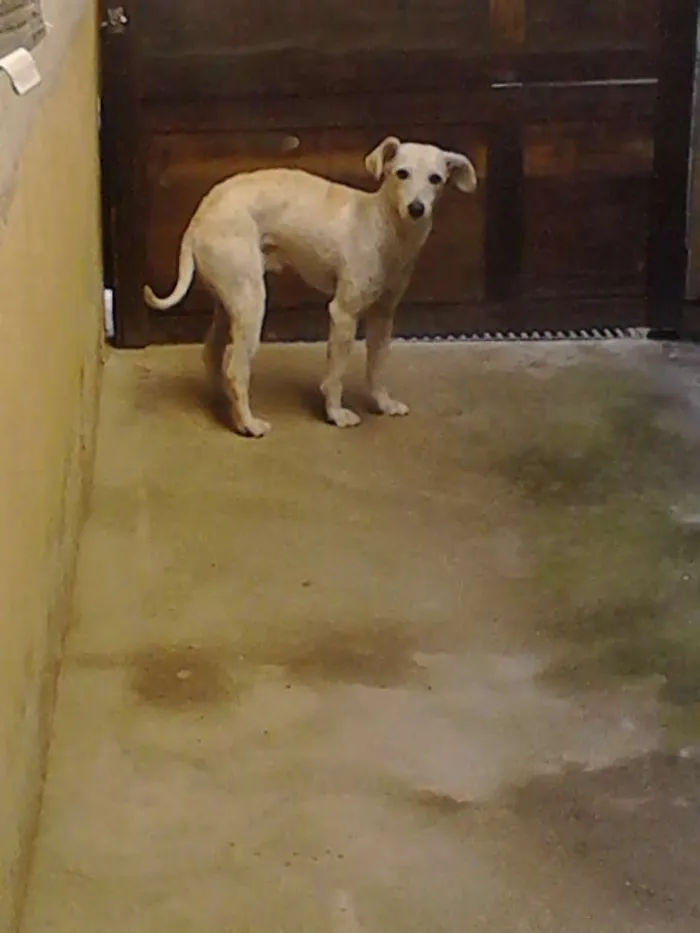 Cachorro ra a Poodle idade 2 anos nome Mike