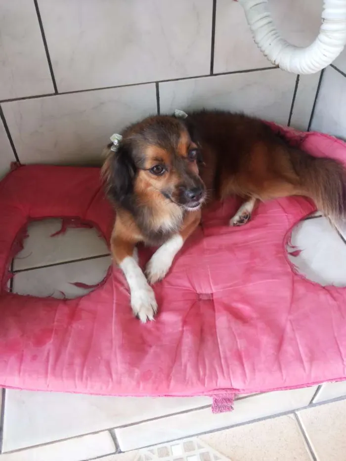 Cachorro ra a vira lata idade 3 anos nome Sherry