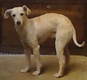 Cachorro raça Poodle idade 2 anos nome Mike