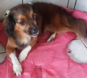 Cachorro raça vira lata idade 3 anos nome Sherry