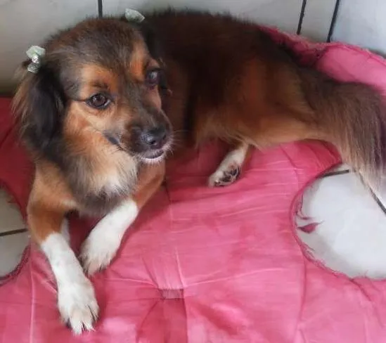 Cachorro ra a vira lata idade 3 anos nome Sherry