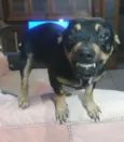 Preta