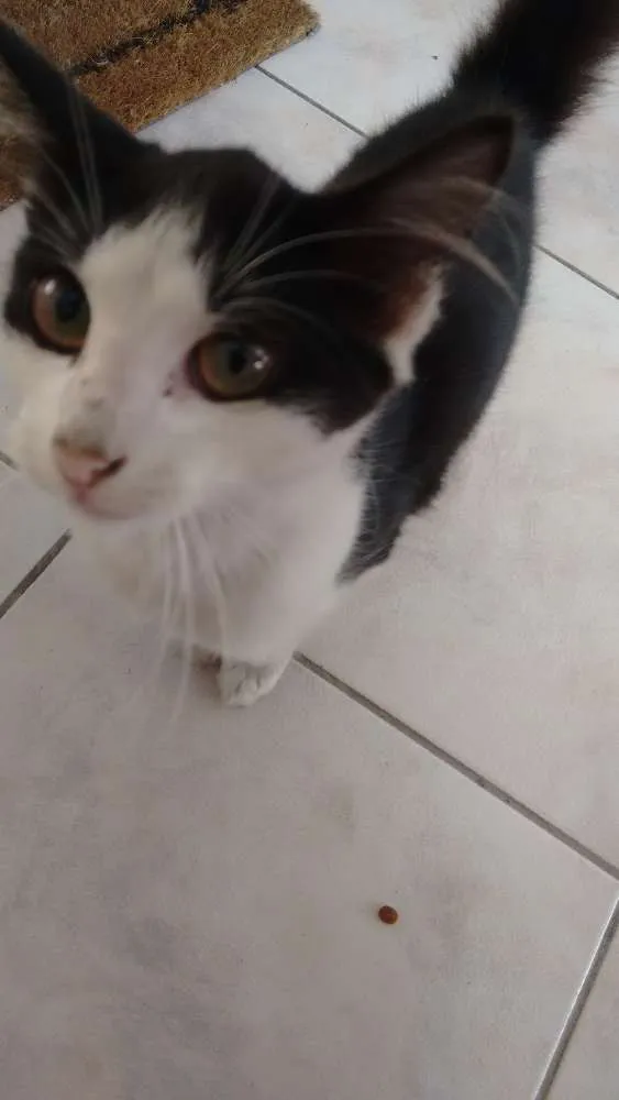 Gato ra a Vira-lata idade Abaixo de 2 meses nome Gatinha
