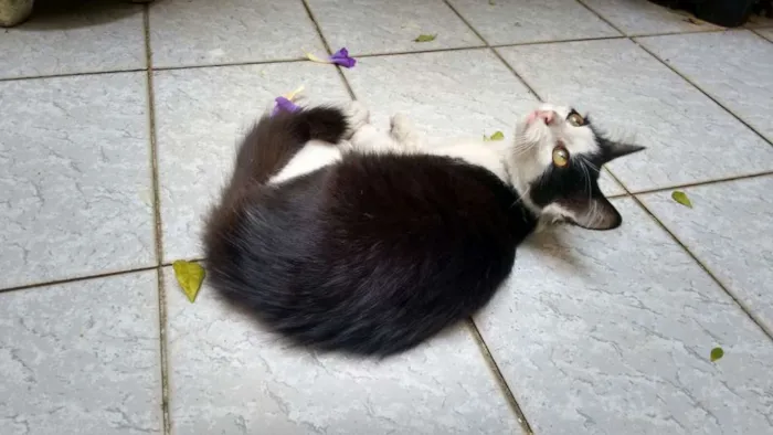 Gato ra a Vira-lata idade Abaixo de 2 meses nome Gatinha