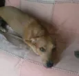 Nena
