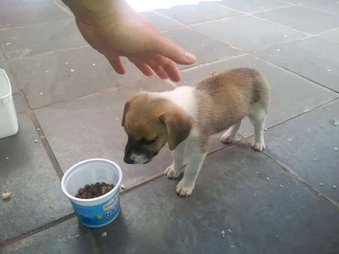 Cachorro ra a ND idade Abaixo de 2 meses nome ?