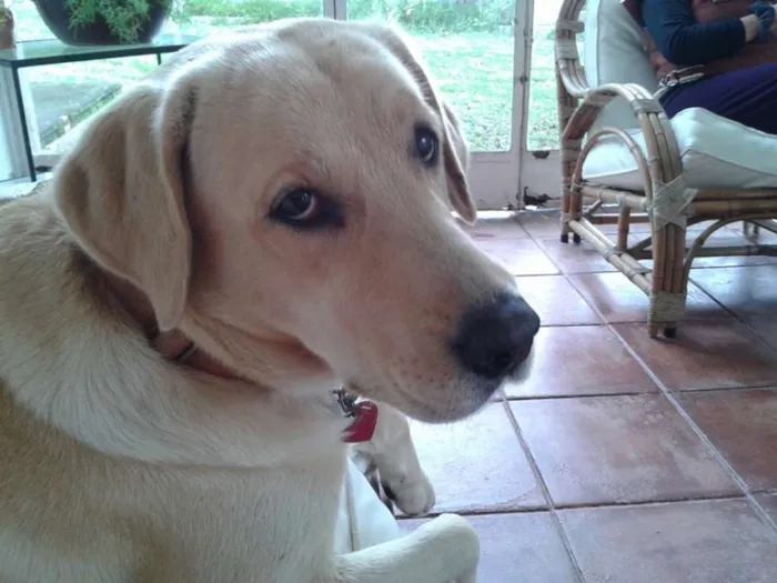 Cachorro ra a LABRADOR idade  nome KYRA GRATIFICA