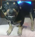 Preta