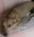 Nena