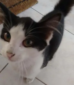 Gato raça Vira-lata idade Abaixo de 2 meses nome Gatinha