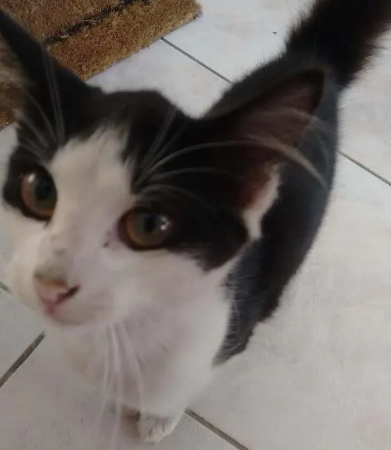 Gato ra a Vira-lata idade Abaixo de 2 meses nome Gatinha