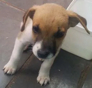 Cachorro raça ND idade Abaixo de 2 meses nome ?