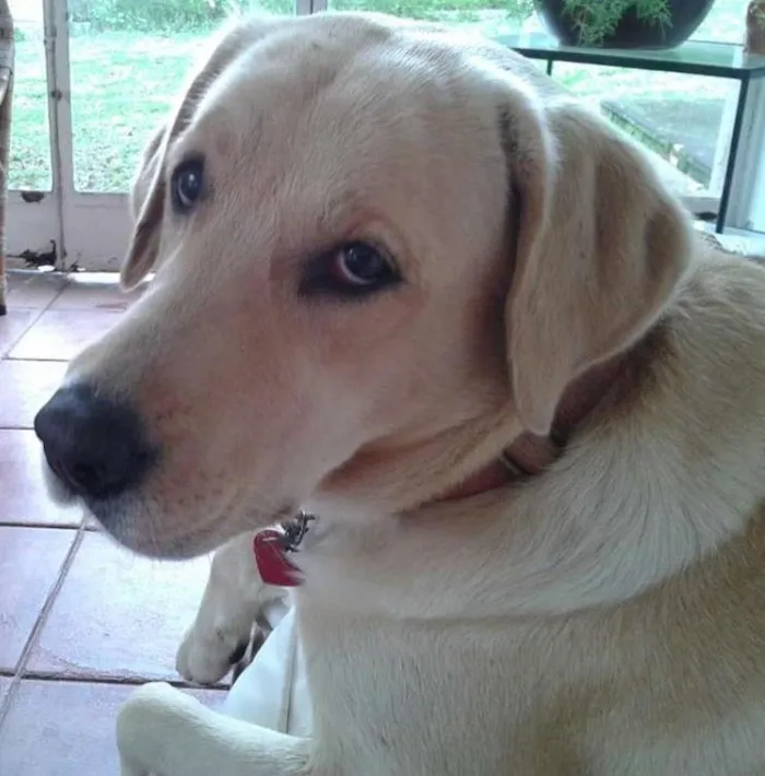 Cachorro ra a LABRADOR idade  nome KYRA GRATIFICA