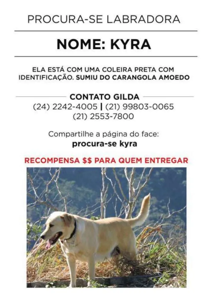 Cachorro ra a LABRADOR idade  nome KYRA GRATIFICA