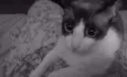 Dáriko