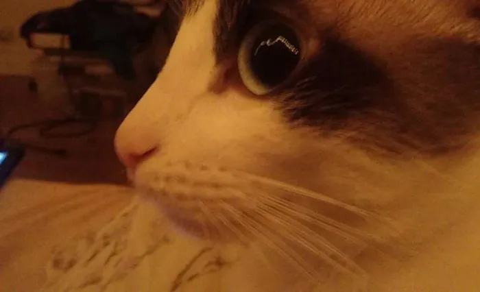 Gato ra a  idade 7 a 11 meses nome Dáriko