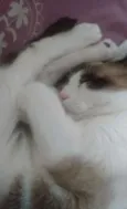 Dáriko