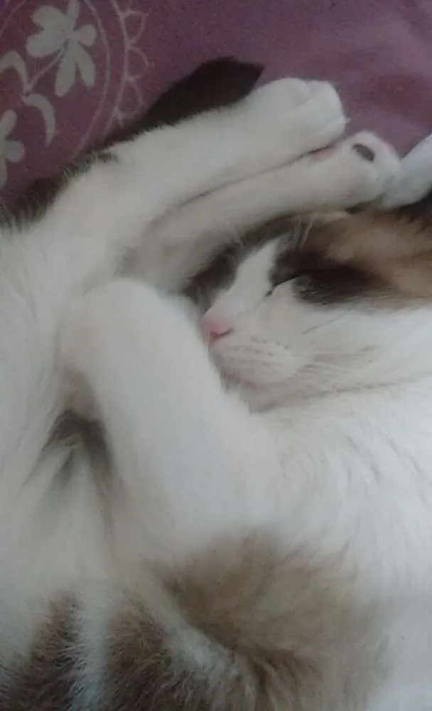 Gato ra a  idade 7 a 11 meses nome Dáriko