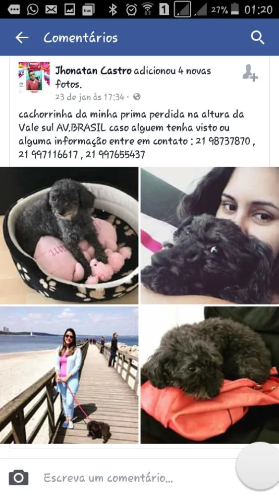 Cachorro ra a Poodle idade 6 ou mais anos nome Tica (tiquinha)