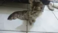 Gato