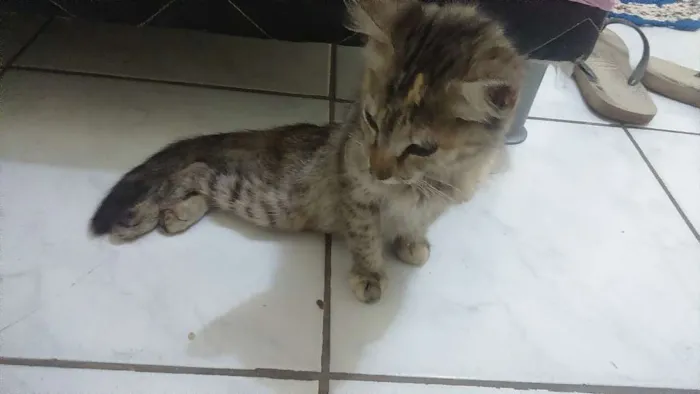 Gato ra a Vira lata idade 2 a 6 meses nome Gato