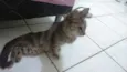Gato
