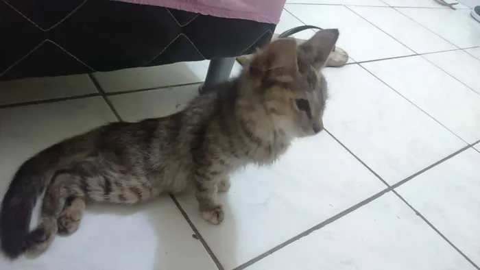 Gato ra a Vira lata idade 2 a 6 meses nome Gato