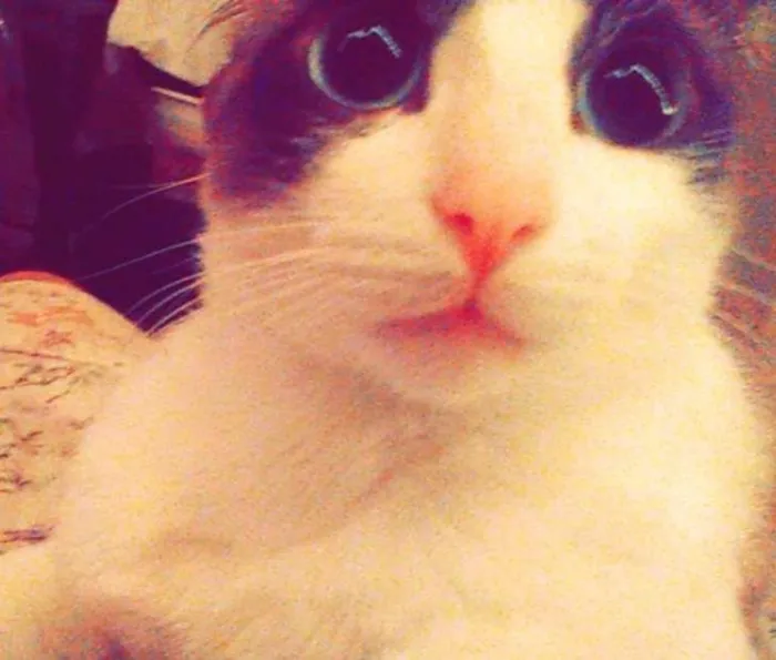 Gato ra a  idade 7 a 11 meses nome Dáriko