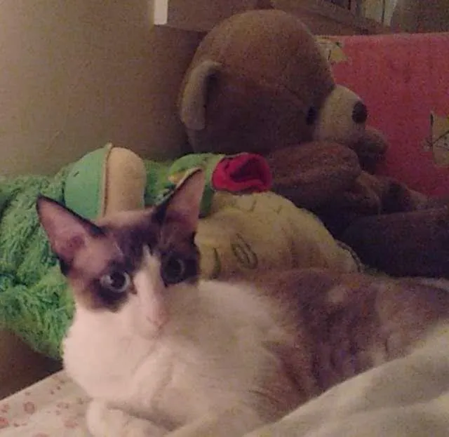 Gato ra a  idade 7 a 11 meses nome Dáriko