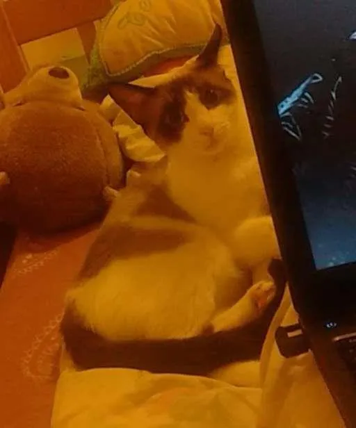 Gato ra a  idade 7 a 11 meses nome Dáriko