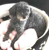 Cachorro ra a Poodle idade 6 ou mais anos nome Tica (tiquinha)