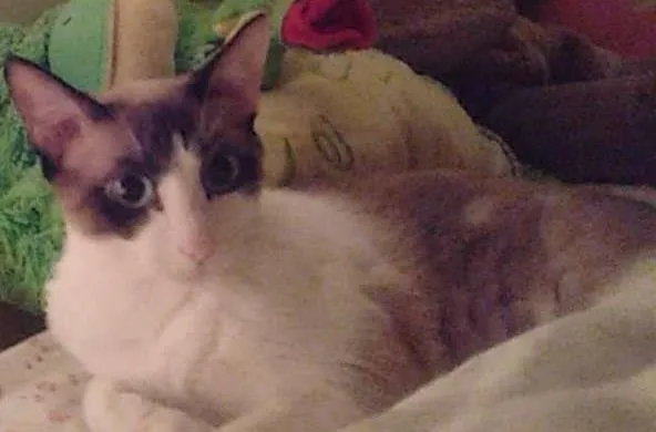 Gato ra a  idade 7 a 11 meses nome Dáriko