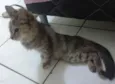 Gato