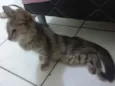 Gato